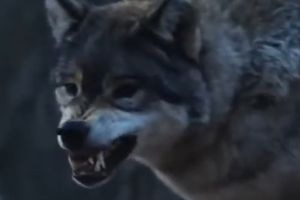 Τρόμος στη Δωρίδα: Λύκος επιτέθηκε σε γυναίκα κτηνοτρόφο – Πώς γλίτωσε από τα δόντια του θηρίου
