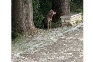 Ιωάννινα: Η εμφάνιση λύκου σε αστική περιοχή κινητοποιεί δασαρχείο και δήμο