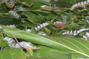 Αναβιώνει στον Μυλοπόταμο η παραδοσιακή εκτροφή μεταξοσκώληκα με επίκεντρο το ΚΑΠΗ και το ΚΗΦΗ