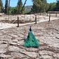 Ανέκραξαν… τα παγώνια του Μίνωα ενώ η Υπουργός Πολιτισμού μιλούσε για Κνωσό και UNESCO – Επικό βίντεο με τα πτηνά