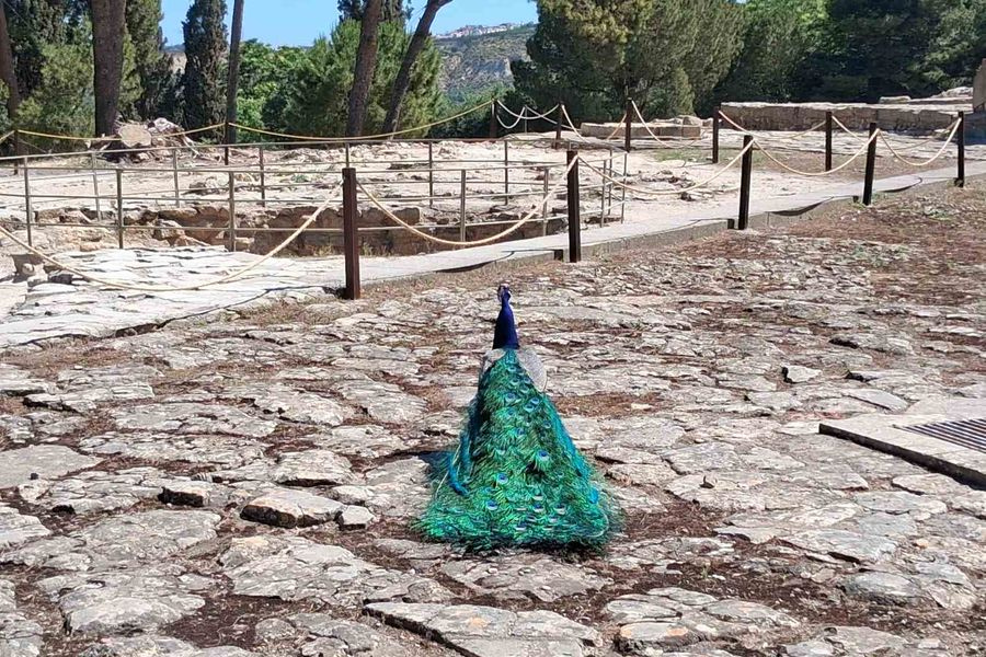 Ανέκραξαν… τα παγώνια του Μίνωα ενώ η Υπουργός Πολιτισμού μιλούσε για Κνωσό και UNESCO – Επικό βίντεο με τα πτηνά
