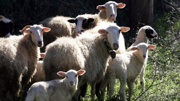 Παράνομη μεταφορά ζώων οδήγησε σε σύλληψη πατέρα και γιου στη Σίνδο