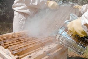 Συνελήφθη 45χρονος μελισσοκόμος για την χθεσινή πυρκαγιά στη Φιλοθέη