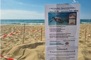 Η ζωή επιστρέφει στην Παχιά Άμμο στον Σταυρό Ακρωτηρίου: Εντοπίστηκαν οι πρώτες φωλιές Caretta caretta για φέτος