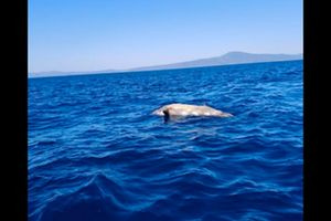 Ψαράδες βρήκαν νεκρή φώκια να επιπλέει στη θάλασσα στην περιοχή της Μεσσηνίας