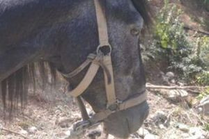 Βασάνισε άλογο στην Κρήτη και τιμωρήθηκε με φυλάκιση και πρόστιμο 33.000 ευρώ – Η θλιβερή ζωή του Άτλαντα που έπαθε ανακοπή (pics)