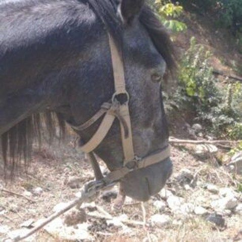 Βασάνισε άλογο στην Κρήτη και τιμωρήθηκε με φυλάκιση και πρόστιμο 33.000 ευρώ – Η θλιβερή ζωή του Άτλαντα που έπαθε ανακοπή (pics)