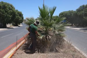 Ηράκλειο: Συνεχίζονται σε διάφορα σημεία οι εργασίες συντήρησης και καλλωπισμού του πρασίνου