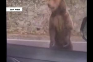 Βίντεο-σοκ από τη Ρουμανία: Μαμά αρκούδα ορμά σε τουρίστα που προσπάθησε να την ταΐσει