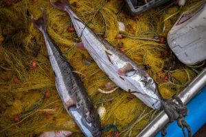 «Ο λαγοκέφαλος ήρθε για να μείνει» – Ο πληθυσμός που έχει αυξηθεί και η επιδότηση στους ψαράδες