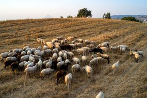 Σε λειτουργία η πλατφόρμα για τους ηλεκτρονικούς βώλους στα αιγοπρόβατα