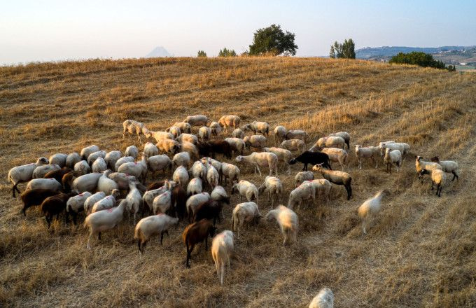 Σε λειτουργία η πλατφόρμα για τους ηλεκτρονικούς βώλους στα αιγοπρόβατα