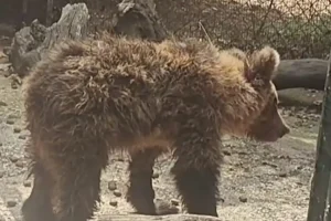 Δυτική Μακεδονία: Δίνουν 3.000 ευρώ σε όποιον δώσει πληροφορίες για τον θάνατο των τριών αρκούδων