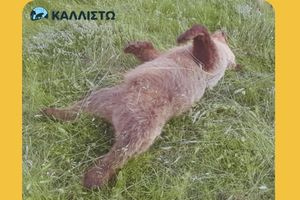 Νεκρό από πυροβόλο όπλο βρέθηκε αρσενικό αρκουδάκι 2,5 ετών