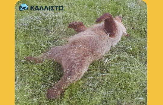 Νεκρό από πυροβόλο όπλο βρέθηκε αρσενικό αρκουδάκι 2,5 ετών