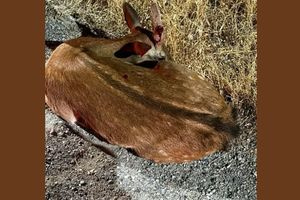 Θύμα τροχαίου με εγκατάλειψη έπεσε ελαφάκι στη Ρόδο
