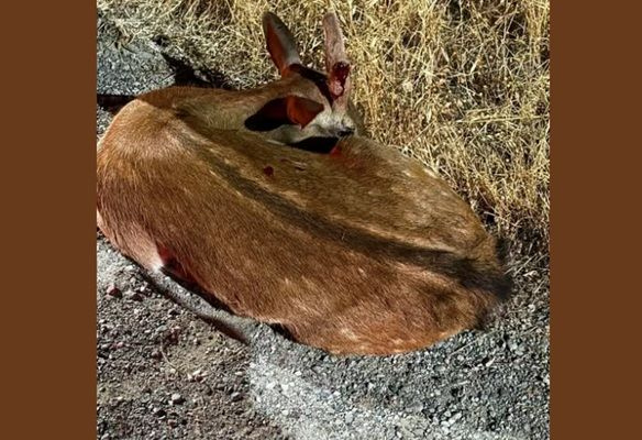 Θύμα τροχαίου με εγκατάλειψη έπεσε ελαφάκι στη Ρόδο