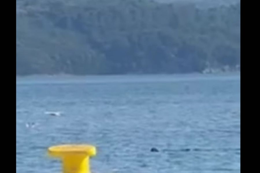 Μοναδικό θέαμα στον Βόρειο Ευβοϊκό: Φάλαινα έκανε την εμφάνισή της στον Θεολόγο