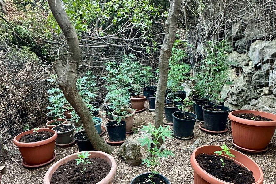 «Ξηλώθηκαν» φυτείες κάνναβης στο Ρέθυμνο – Ψάχνουν τους «καλλιεργητές»