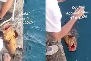 Φοβερή ψαριά στον Κούλε: Ψάρι – γίγας πιάστηκε με καλάμι στο λιμάνι του Ηρακλείου – Δείτε βίντεο (vid)