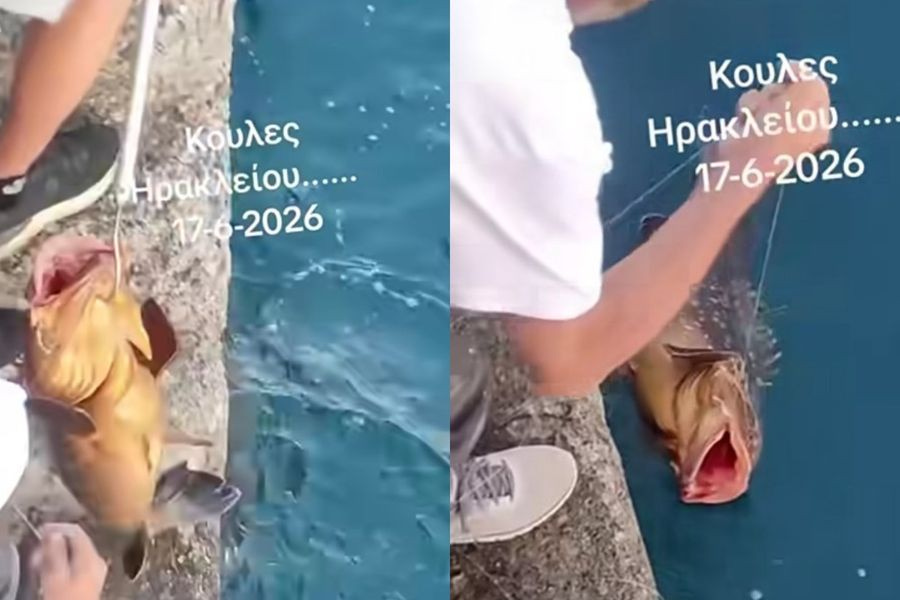 Φοβερή ψαριά στον Κούλε: Ψάρι – γίγας πιάστηκε με καλάμι στο λιμάνι του Ηρακλείου – Δείτε βίντεο (vid)