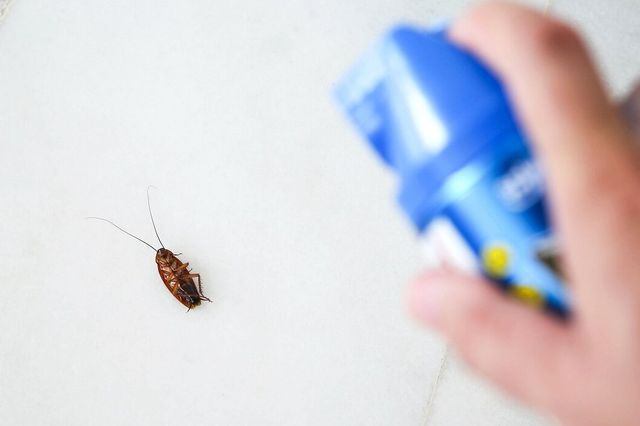 Πώς θα κρατήσετε τις κατσαρίδες μακριά χωρίς χημικά και απολύμανση