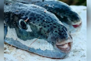 Η εφαρμογή του πιλοτικού προγράμματος για το λαγοκέφαλο μέσα από 22 ερωτήσεις και απαντήσεις