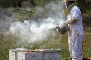 Από κάπνισμα μελισσών προκλήθηκε η πυρκαγιά στο λόφο της Φιλοθέης- Αναζητούνται οι μελισσοκόμοι