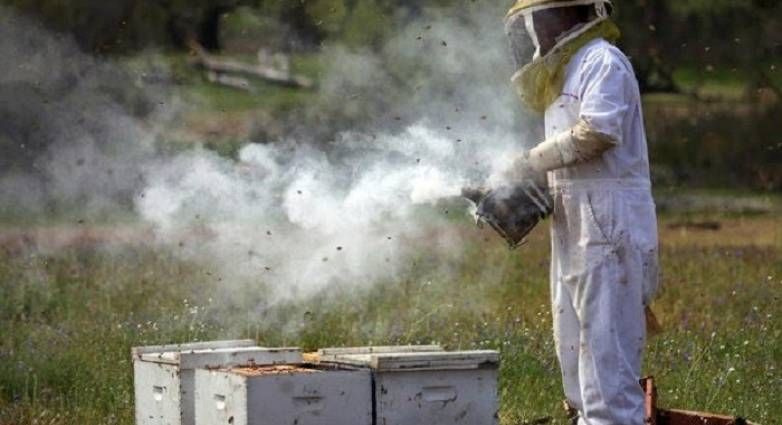 Από κάπνισμα μελισσών προκλήθηκε η πυρκαγιά στο λόφο της Φιλοθέης- Αναζητούνται οι μελισσοκόμοι