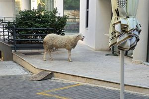 Πρόβατο στο κέντρο του Ηρακλείου; – Αλήθεια ή Τεχνητή Νοημοσύνη AI; – Ανάρτηση προκαλεί αίσθηση στο διαδίκτυο!