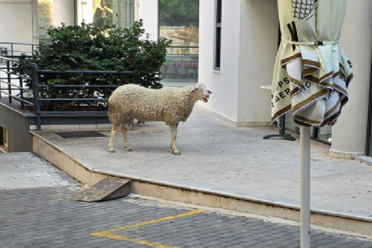 Πρόβατο στο κέντρο του Ηρακλείου; – Αλήθεια ή Τεχνητή Νοημοσύνη AI; – Ανάρτηση προκαλεί αίσθηση στο διαδίκτυο!