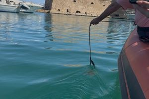 (ΦΩΤΟ&ΒΙΝΤΕΟ) Εθελοντική επιχείρηση καθαρισμού στο λιμάνι του Ηρακλείου με τη βοήθεια σόναρ