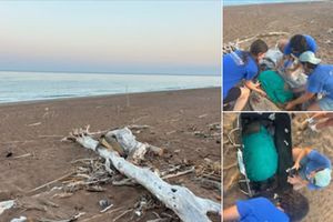 Μαμά χελώνα σώθηκε την τελευταία στιγμή στην Κυπαρισσία χάρη σε δύο εθελοντές του συλλόγου «ΑΡΧΕΛΩΝ»