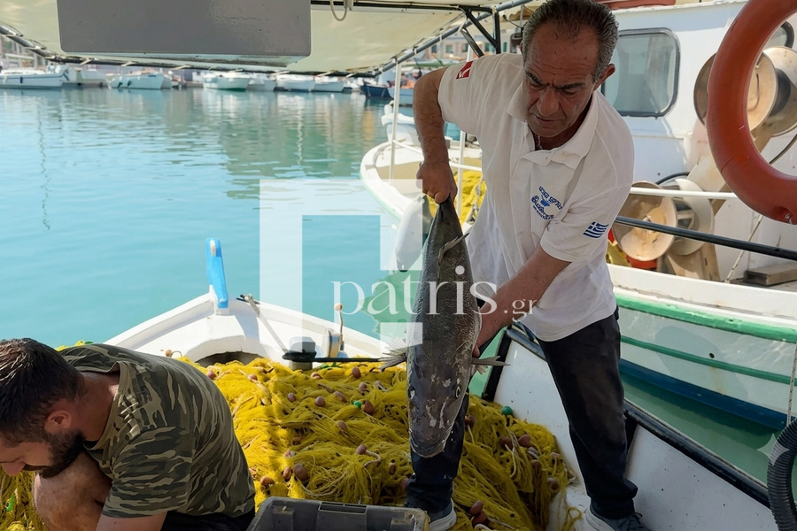 Επιχείρηση “Λαγοκέφαλος”: “Θα μας φάνε ζωντανούς, έπιασα ψάρι 18 κιλά και στην Κρήτη είμαστε απροετοίμαστοι για τη θήρευση με επιδότηση” (vid)