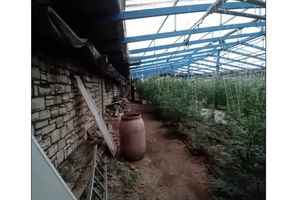 Με χειροπέδες 60χρονος για νέα φυτεία με 103 δενδρύλλια υδροπονικής κάνναβης