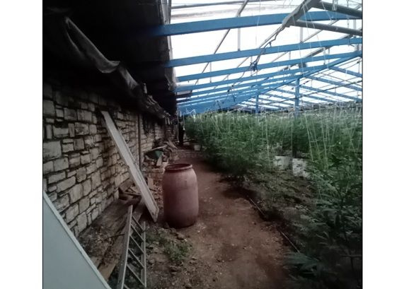 Με χειροπέδες 60χρονος για νέα φυτεία με 103 δενδρύλλια υδροπονικής κάνναβης