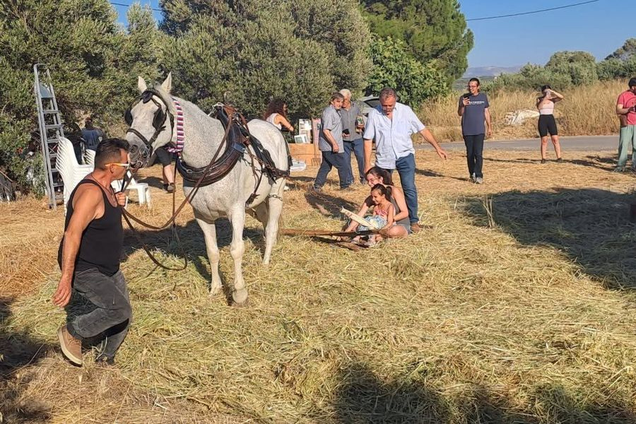 Παραδοσιακό αλώνισμα στην Μονή Μαλεβιζίου
