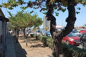 Ηράκλειο: Συνεχίζονται σε διάφορα σημεία οι εργασίες συντήρησης και καλλωπισμού του πρασίνου