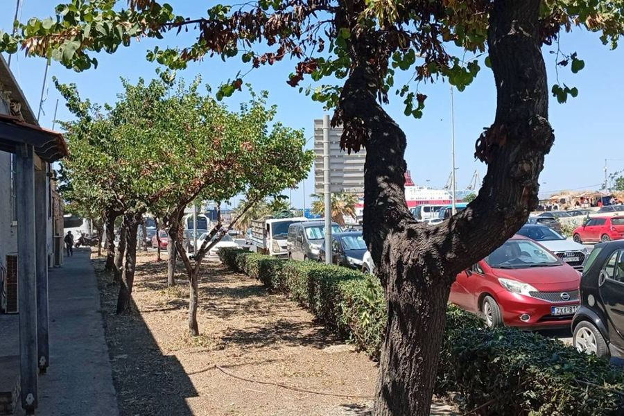 Ηράκλειο: Συνεχίζονται σε διάφορα σημεία οι εργασίες συντήρησης και καλλωπισμού του πρασίνου
