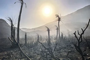 Συγκλονιστικές εικόνες από το πέρασμα της φωτιάς στο φοινικόδασος της Πρέβελη – φωτογραφίες και βίντεο