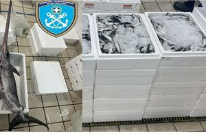 Κατασχέθηκαν 336 κιλά σαρδέλες κι ένας ξιφίας περίπου 16 κιλών στην Ιχθυόσκαλα Νέας Μηχανιώνας