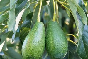 Υποβολή δηλώσεων ζημιάς στον ΕΛΓΑ για ζημιές σε καλλιέργειες αβοκάντο λόγω καύσωνα