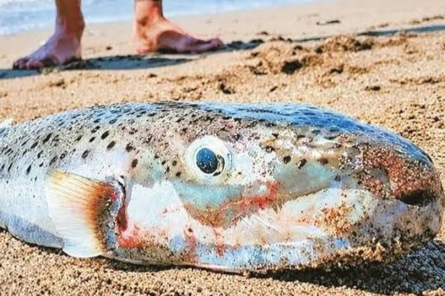 Καμπανάκι για τους θηρευτές: Απαγορεύονται οι αυτοσχέδιοι αγώνες αλιείας των λαγοκέφαλων – Από την Κρήτη μπορεί να ξεκινήσει η λύση!