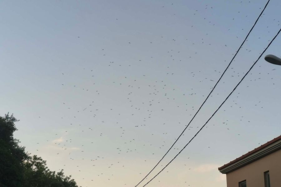Επέλαση κουνουπιών στις Καλύβες Αποκορώνου! (φωτο)