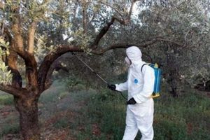 Δακοκτονία 2026 στα Χανιά: Έναρξη 2ου ψεκασμού και οδηγίες προστασίας των ελαιώνων