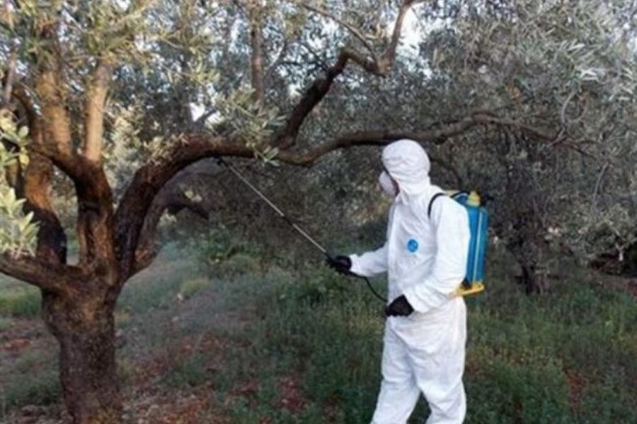 Δακοκτονία 2026 στα Χανιά: Έναρξη 2ου ψεκασμού και οδηγίες προστασίας των ελαιώνων