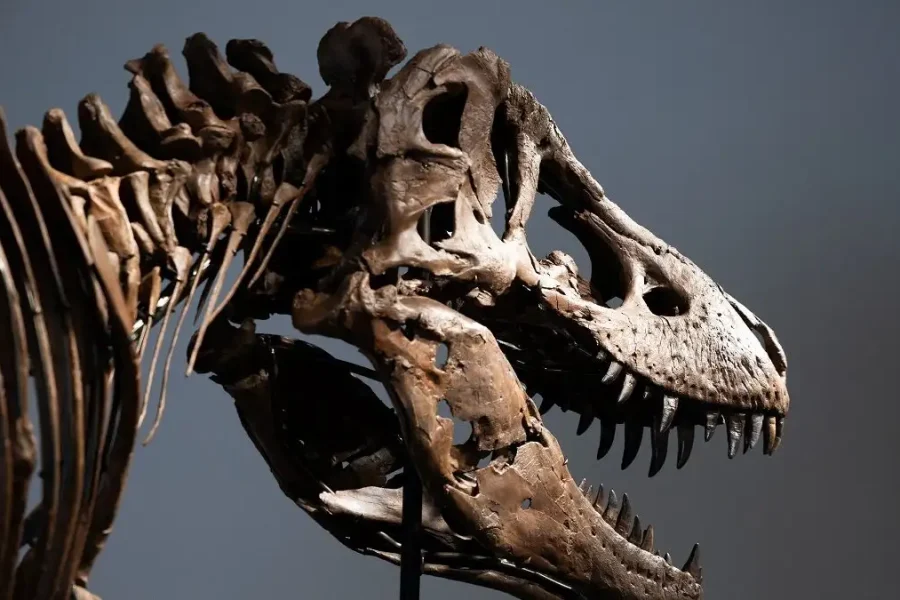 Ο «Γκας» ο T-Rex που έζησε πριν από 67 εκατομμύρια χρόνια, πουλήθηκε σήμερα για 50,1 εκατομμύρια δολάρια
