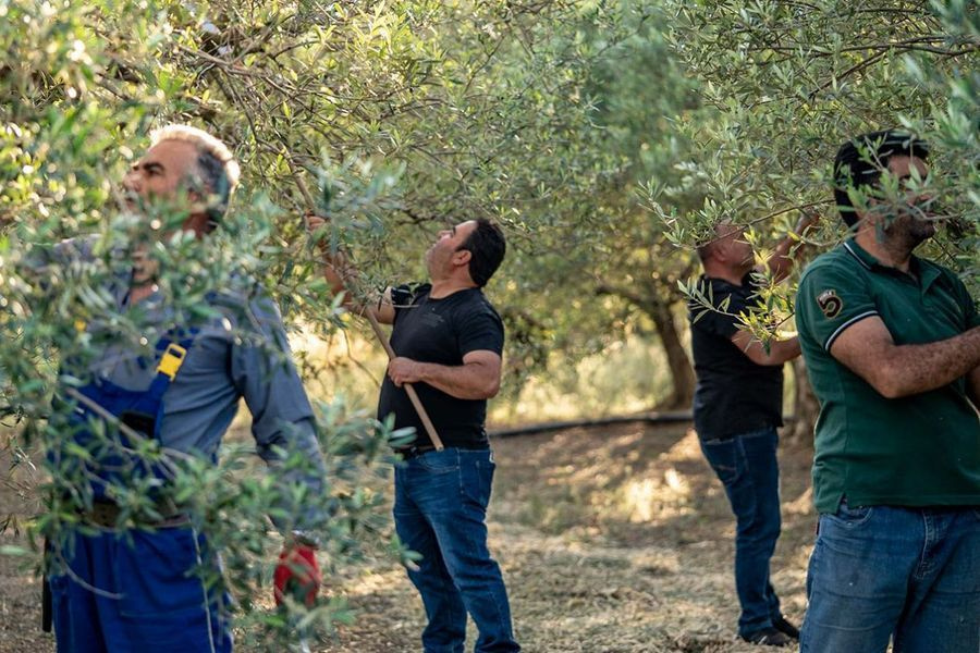 Οι Γερμανοί ξανάρθαν για να δοκιμάσουν το καλό λάδι της Μεσσαράς – “Αντετοκούνμπο των ελιών” ο Συνεταιρισμός στα Αστερούσια
