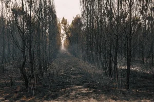 Έφτασε στην Ελλάδα ο καπνός από τις φωτιές σε Γαλλία και Ισπανία: Ακόμη 4.000 απομακρύνθηκαν από το Μπορντό