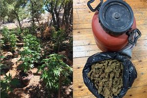 Βρήκαν φυτεία και πάνω από 2,5 κιλά κάνναβης στον Μυλοπόταμο – Αναζητούν τους καλλιεργητές